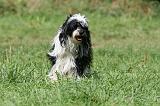 TERRIER DU TIBET 229